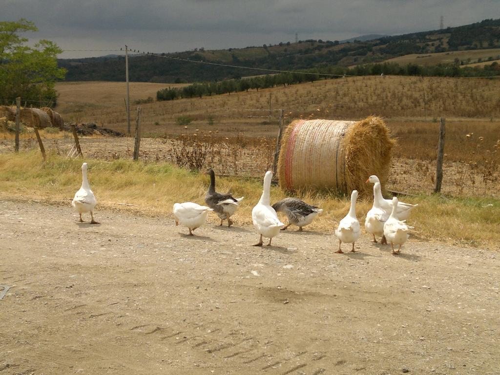 Farm stay Poggio Mario Saturnia